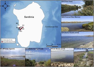 Salinity limits mosquitofish invasiveness by altering female activity during mate choice